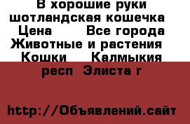 В хорошие руки шотландская кошечка › Цена ­ 7 - Все города Животные и растения » Кошки   . Калмыкия респ.,Элиста г.